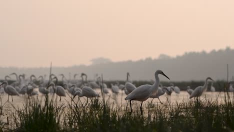 Herde-Reiher-Im-Feuchtgebiet-Am-Morgen