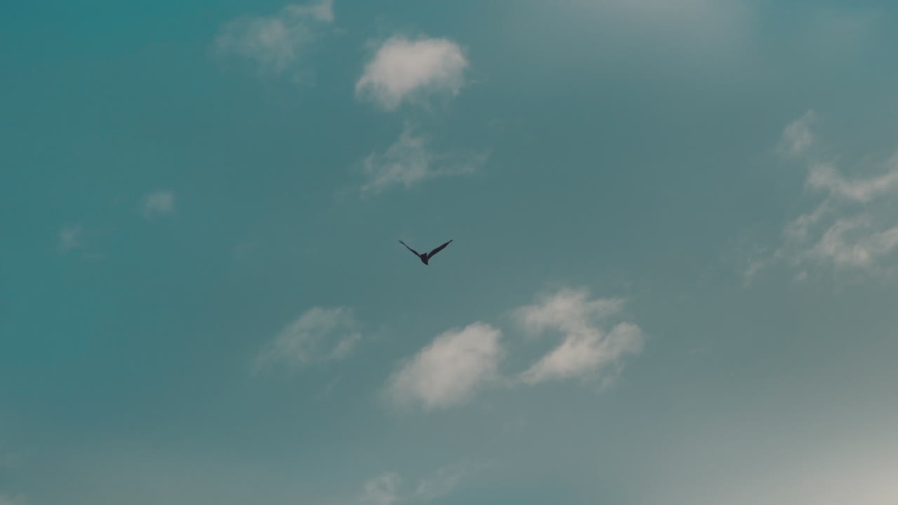 una gaviota solitaria volando alto en el cielo azul en shiga, japón