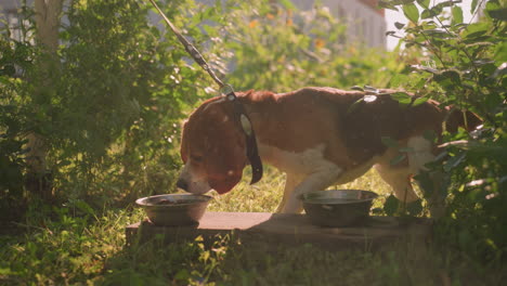 dog shaking its body vigorously on leash as particles fly around, then approaching metal plate on wooden plank outdoors in garden surrounded by greenery under bright sunlight