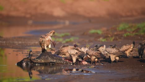 a group of white-backed vultures feasting on the left-overs of a dead wildebeest laying in a riverbed