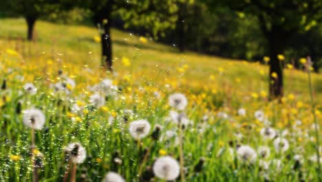 las semillas de diente de león de 4k están siendo sopladas y volando en un fondo verde.