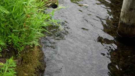 Close-up-of-water-rippling-near-a-wooden-dock-post-along-the-shoreline