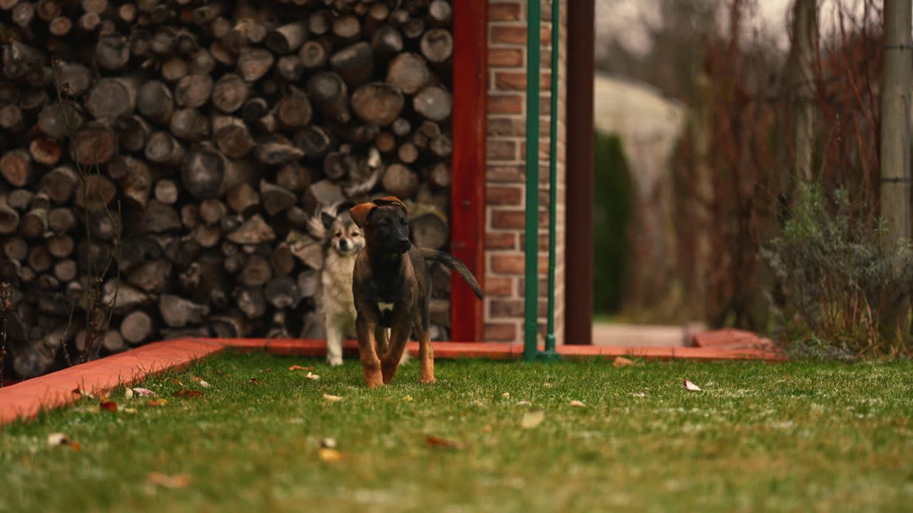toma en cámara lenta de dos lindos perros jugando en el patio trasero durante el otoño
