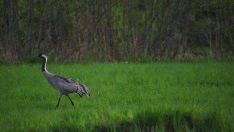 Porträt-Eines-Eurasischen-Kranichvogels,-Der-Auf-Einer-Grünen-Wiese-Spaziert