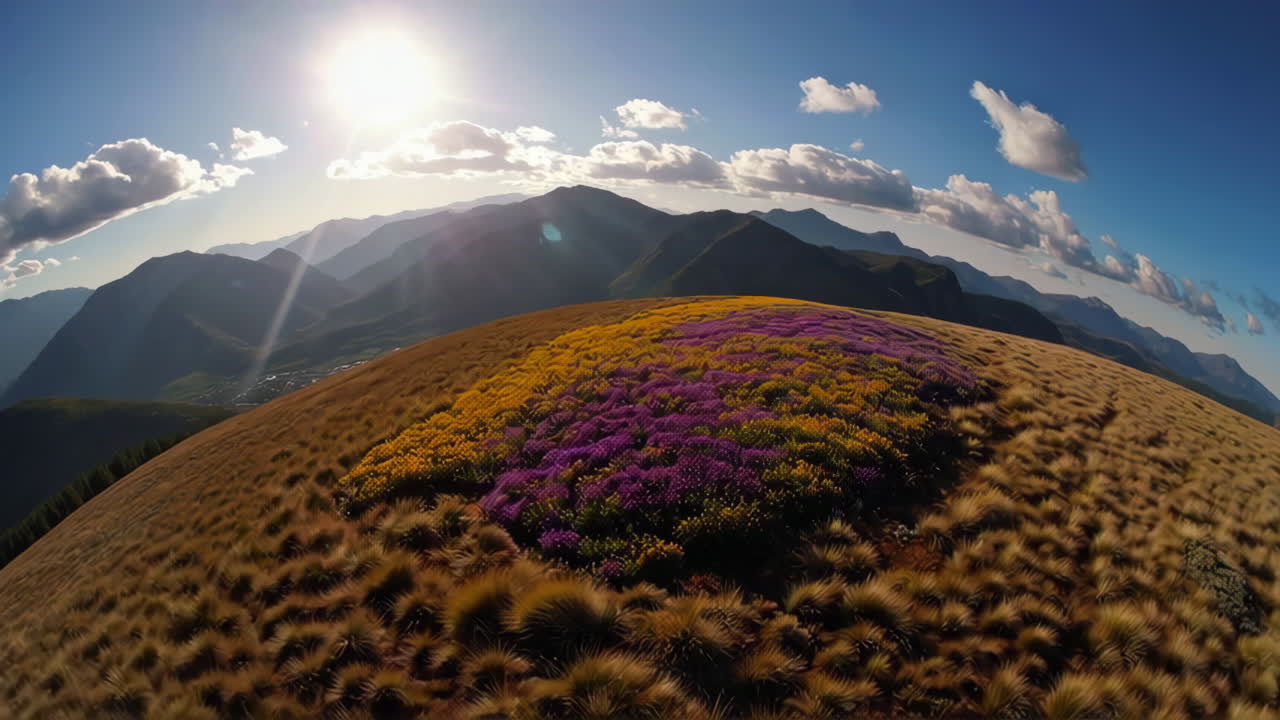 Colorful Mountain Flowers
