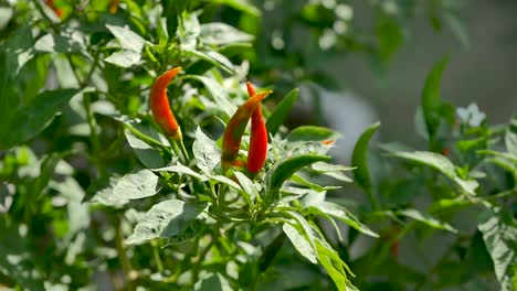 ripe red chilli plant, close up