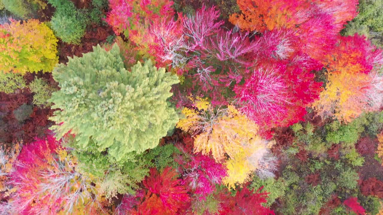 Aerial view of vibrant autumn forest in highlands with treetops in bold shades of red, orange, and yellow. Colorful leaves create striking seasonal pattern across dense natural landscape