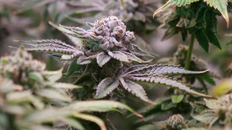 toma de plantas de cannabis que crecen en una carpa de cultivo durante la etapa de floración