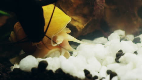 moving along the seabed
