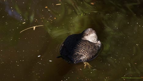 a duck swimming in a pond at a zoo