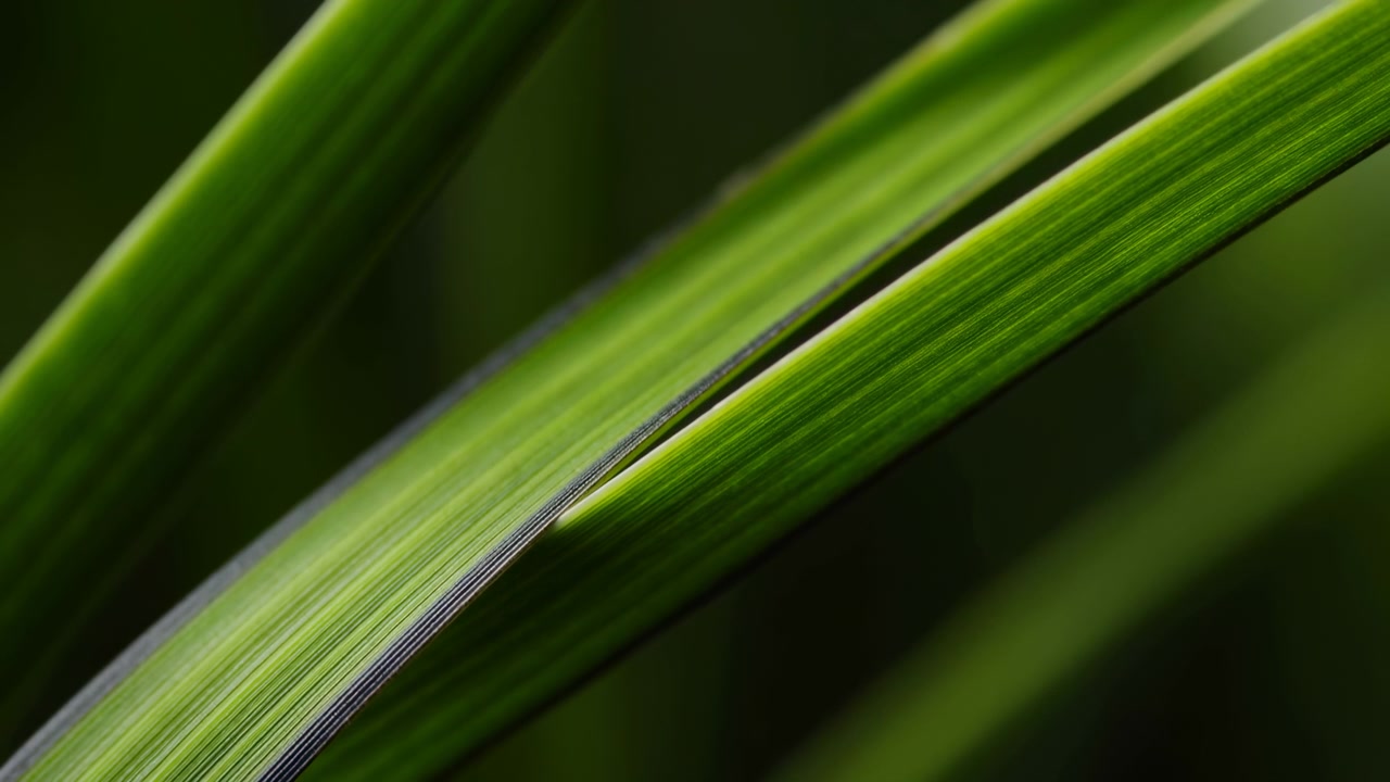 Primo piano macro estremo di lunghe e strette lame d'erba verde che si incrociano diagonalmente, una lama nettamente a fuoco per rivelare la nervatura centrale, le venature parallele, le sottili striature, una morbida sfocatura dello sfondo e una texture organica