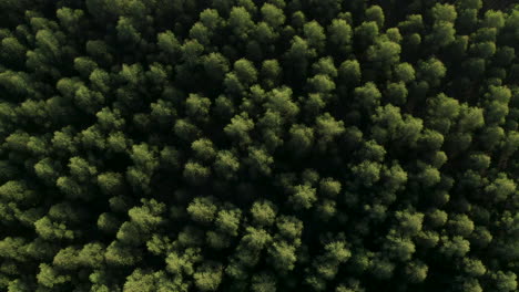 aerial top down of lush pine forest