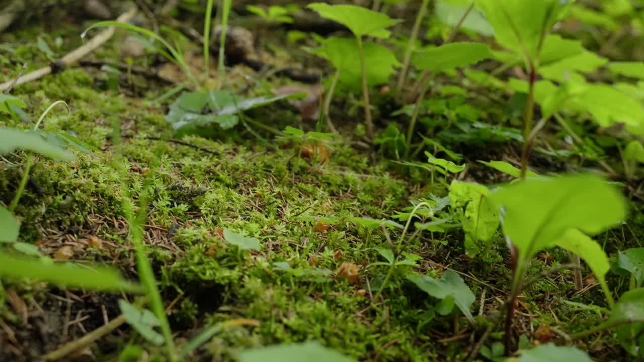 A detailed view of a moss-covered forest floor surrounded by small green plants. Shot in natural light to showcase the texture and biodiversity of the ground.