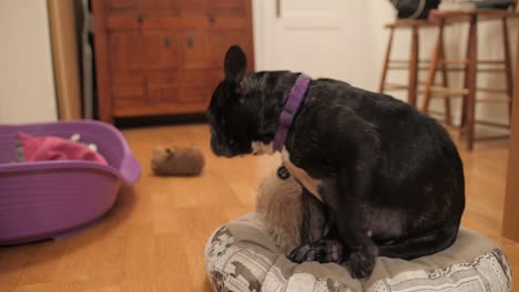 french bulldog looking sad sitting on the bed inside the house