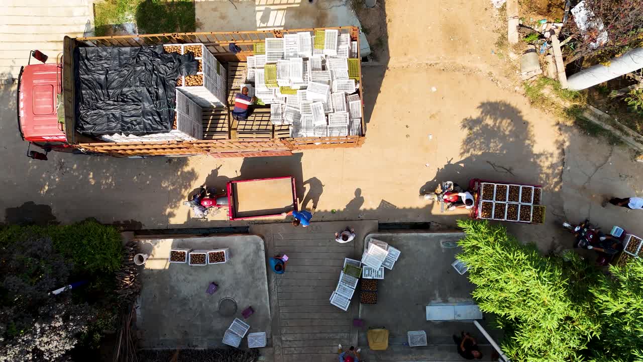 Top-down aerial view of people loading kiwis onto a truck in Zhouzhi County, Shaanxi Province, China.