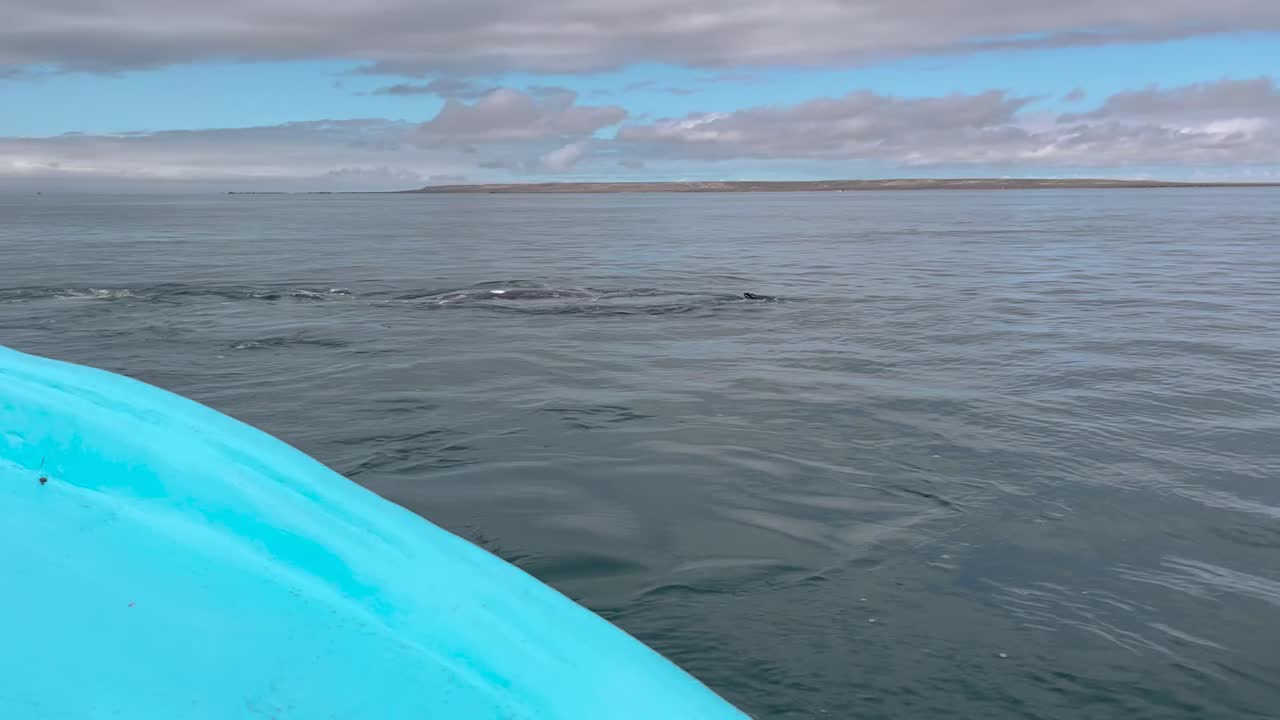 una ballena buceando delante de un barco mientras otra ballena nada cerca del barco