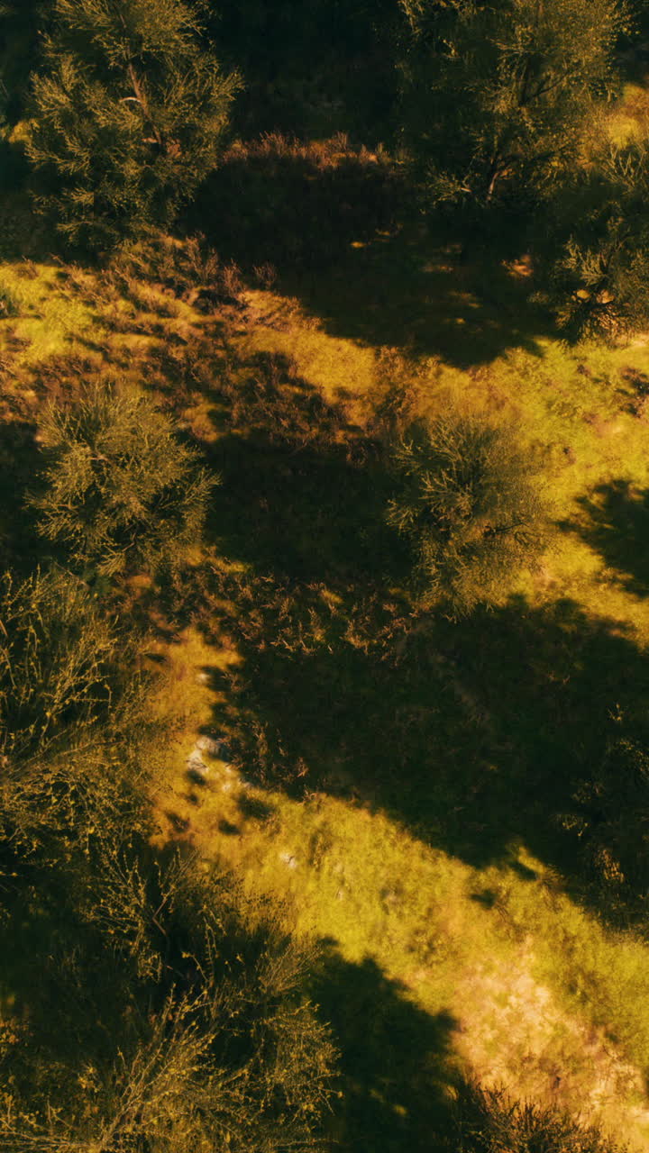 Vista aérea de un bosque