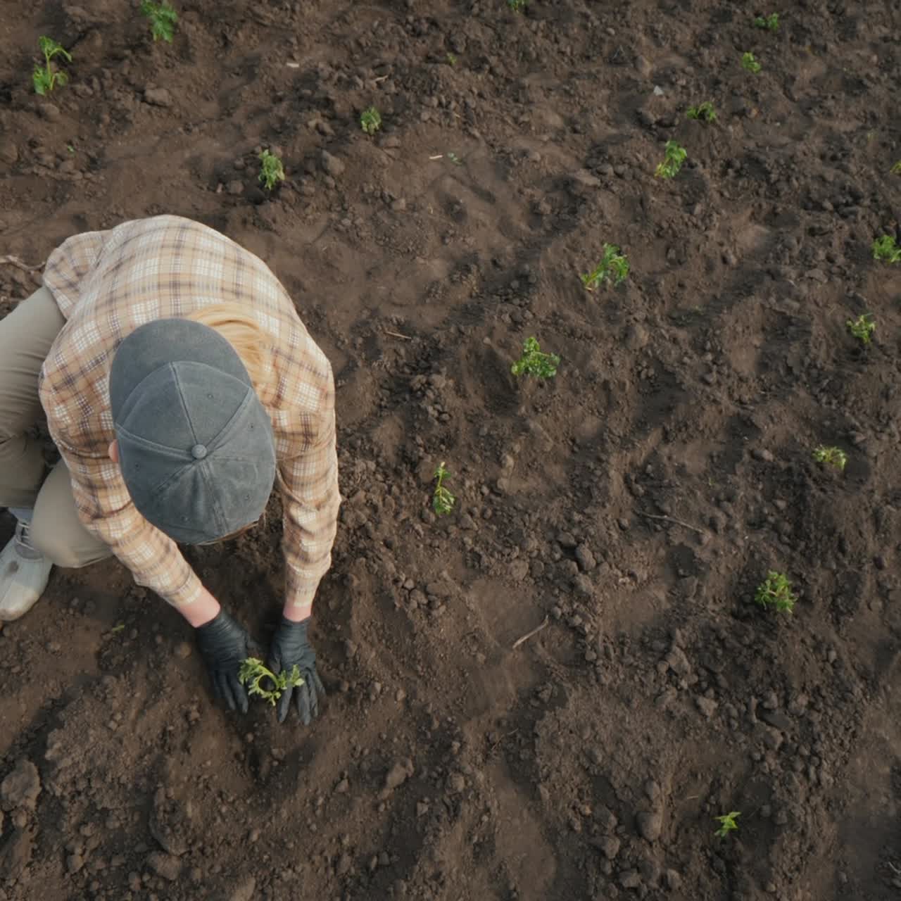 Farmer Planting Tomato Seedlings In The Field 1