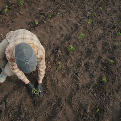 Agricultor-Plantando-Plántulas-De-Tomate-En-El-Campo-1