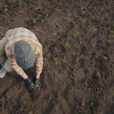 granjero plantando plántulas de tomate en el campo 1