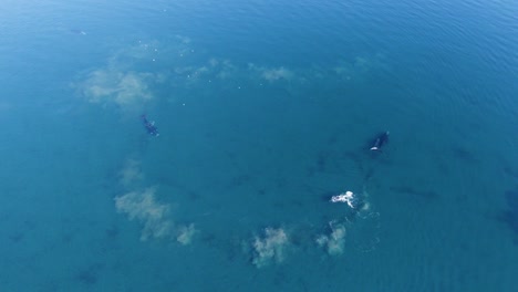 Una-Manada-De-Ballenas-En-El-Mar-Patagónico-Azul-Brillante---Avistamiento-De-Ballenas-En-Argentina---Dron-Aéreo,-Tiro-De-Gran-Angular