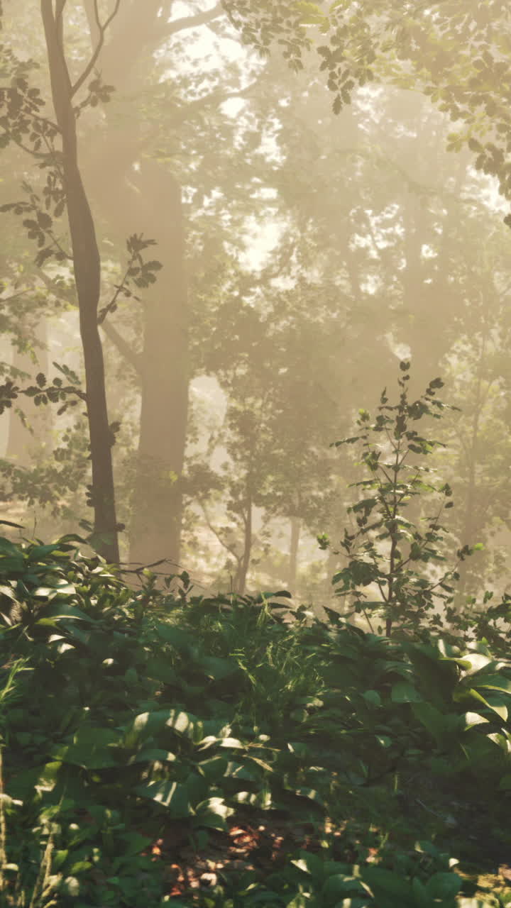 아침 안개 속 의 조용 한 숲 길