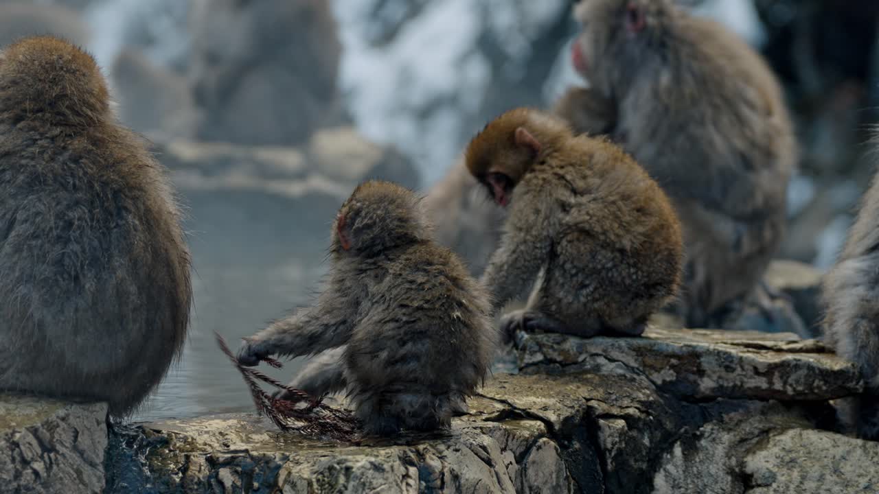 descubra el encantador mundo de los monos de la nieve (macacos japoneses) en jigokudani onsen en japón.