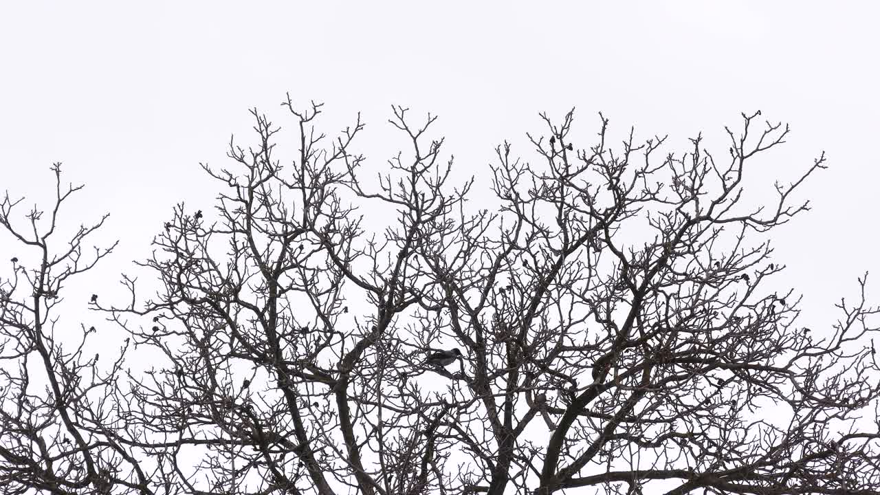 오래된 호두나무에 앉아 있는 회색 까마귀