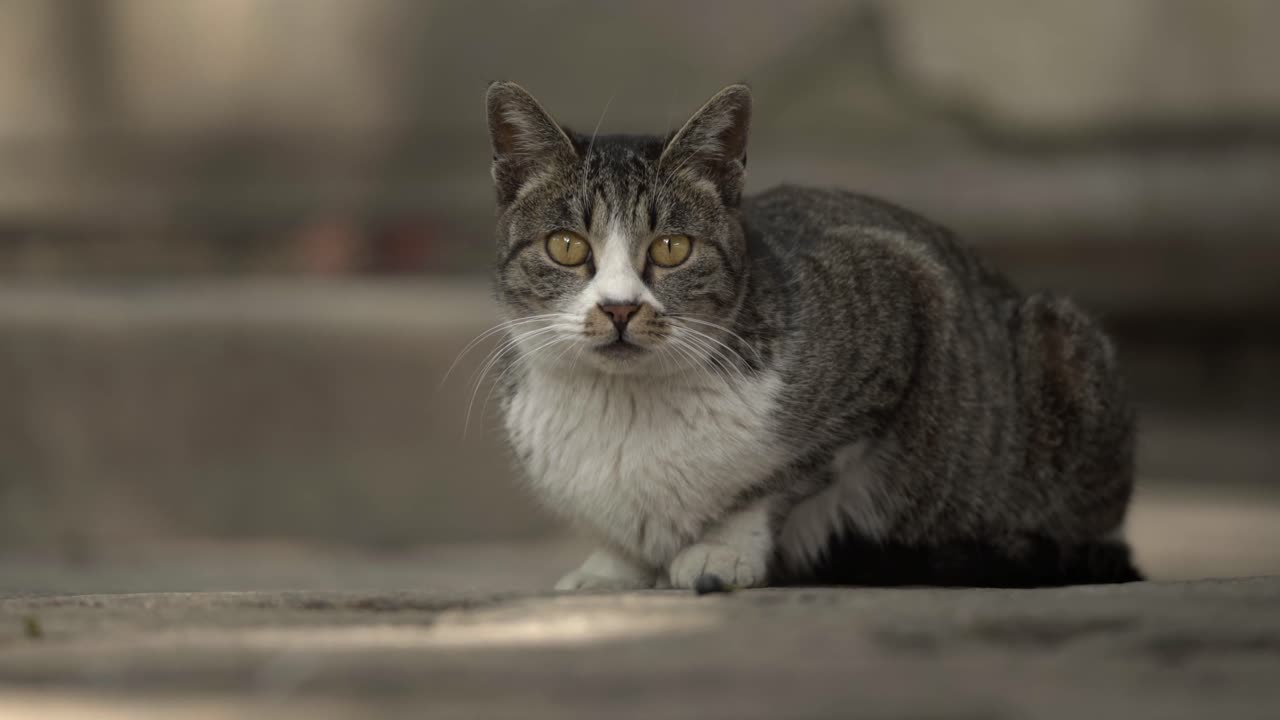Gatto soriano grigio e bianco seduto su pavimentazione in pietra 3