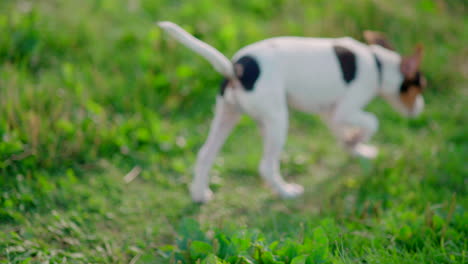 perro cachorro de pie y mirando antes de correr