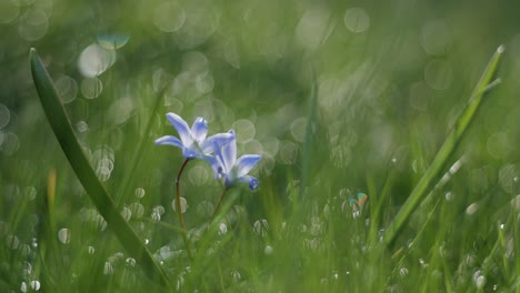 einsame, einzelne blume im gras mit verschwommenem hintergrund