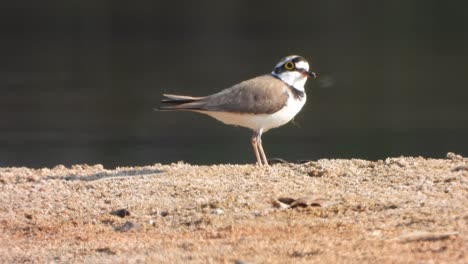 little ringed plover in lake