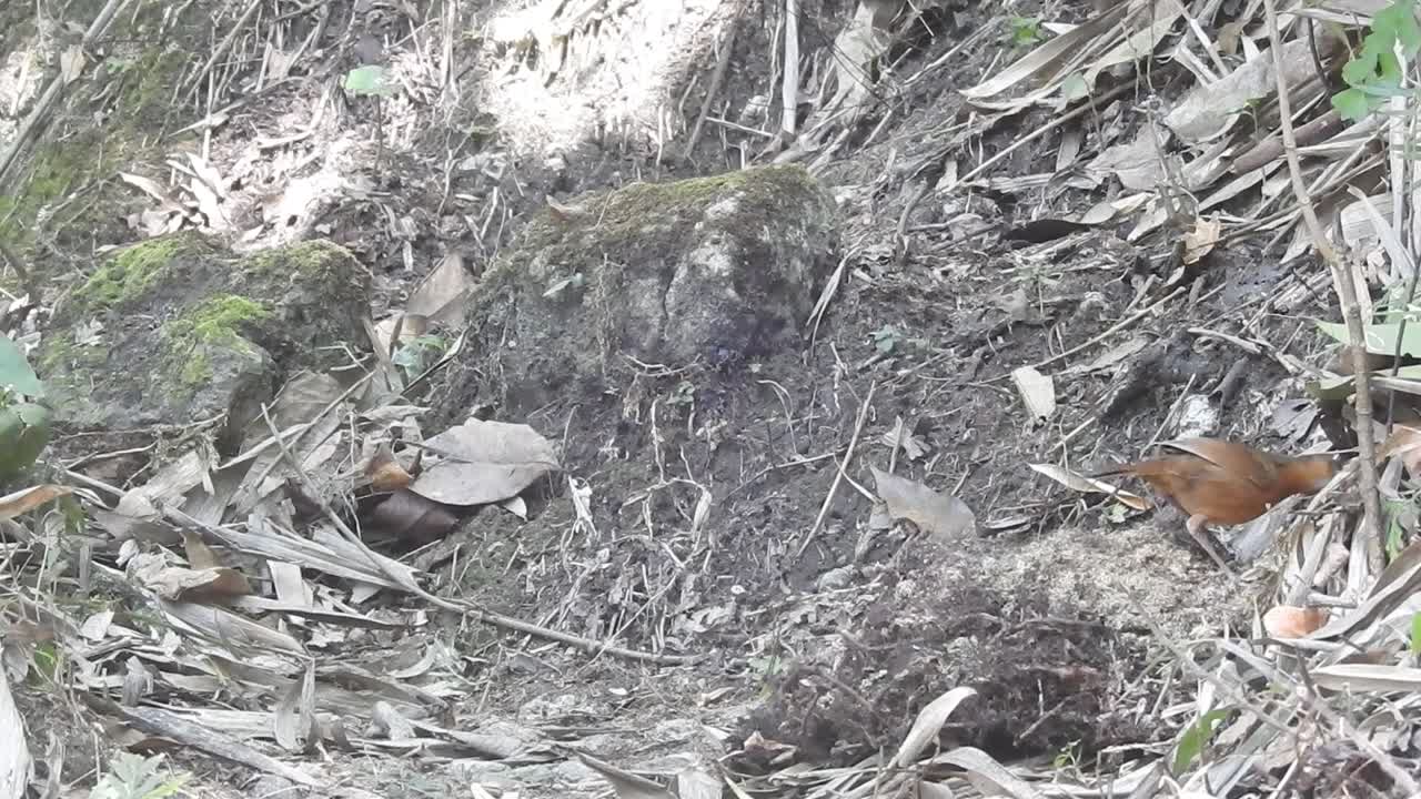 자바의 검은 머리 는 새는 먹을 곤충을 찾고 있습니다.