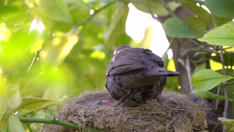 black bird feeds baby bird