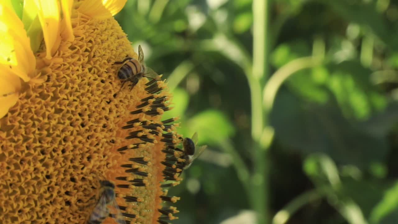 여러 마리의  ⁇ 벌 이 최고의 꽃가루 와  ⁇ 타르 를 얻기 위해 해바라기 에 모인다