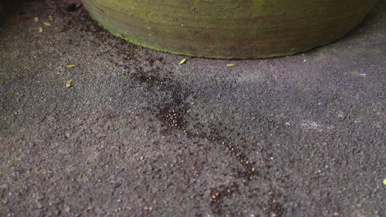 Una vista ravvicinata dall'alto di una fitta scia di piccole formiche nere che marciano su una superficie di cemento ruvida accanto a un grande vaso da giardino.