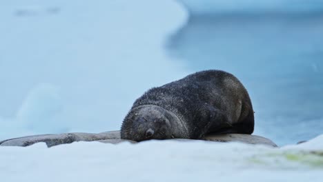 Antarctica-Wildlife-of-Antarctic-Fur-Seal,-Animals-of-Antarctic-Peninsula-lying-on-Rocky-Rocks-and-Sleeping-on-Mainland-Land,-Close-Up-Portrait-in-Rugged-Landscape-Scenery-with-Winter-Ice