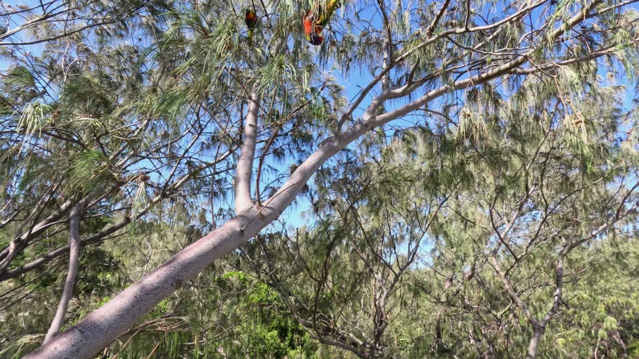 배경 에 해변 이 있는 나무 가지 들 이 흔들리고 있다