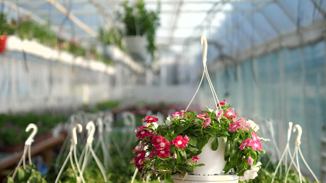 360-градусное видео продукта с цветами на размытом фоне