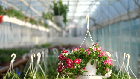 360 degree product video with flowers in a blurry background