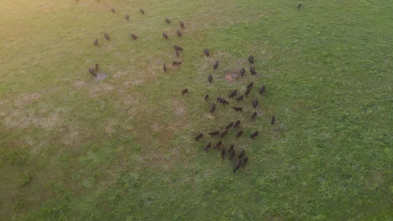 호주 서부 마가렛 강에 있는 시골 농장에서 일몰 동안 초원에서 풀을 뜯고 있는 검은 소 떼