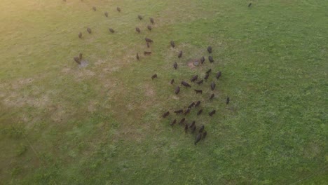 herd of black cows grazing on meadow field during sunset on countryside farm in margaret river, western australia