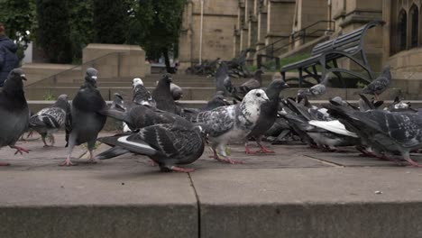 Group-of-hungry-pigeons-flock-to-feed-and-forage-for-food-in-British-city-medium-shot