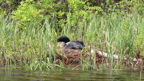 Loon-Común-Sentada-En-Su-Nido-Entre-Los-Juncos-A-Lo-Largo-De-La-Orilla-Del-Lago-Bermellón-En-El-Norte-De-Minnesota