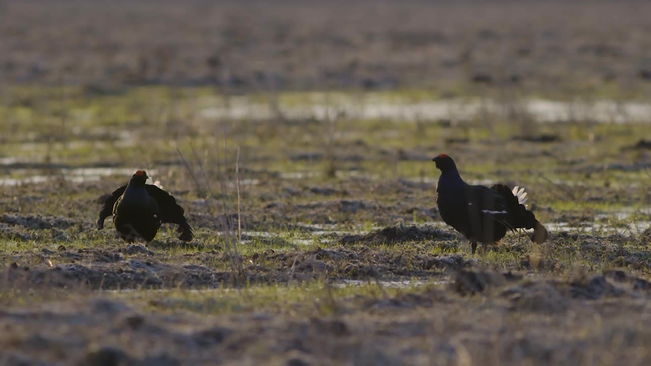 이른 아침에 검은 뇌조 사육 레크 싸움