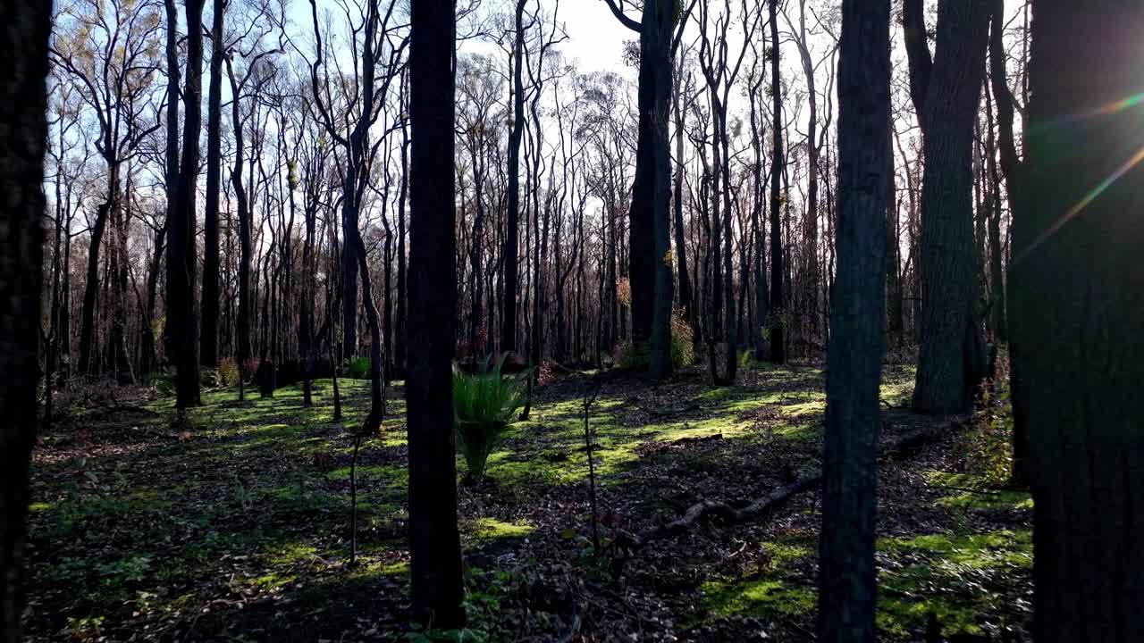 panorámica lenta a través de un hermoso y tranquilo bosque en el suroeste de australia