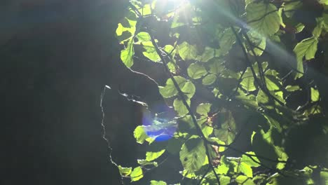 tiro de ángulo bajo de la luz del sol brillando a través del árbol