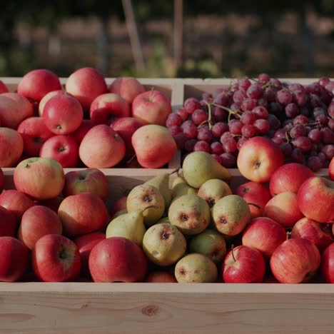 un mostrador con manzanas jugosas y otras frutas