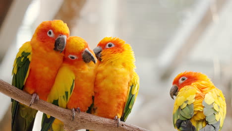 group of embracing sun parakeets or sun conure birds in love perched on branch hugging - close-up