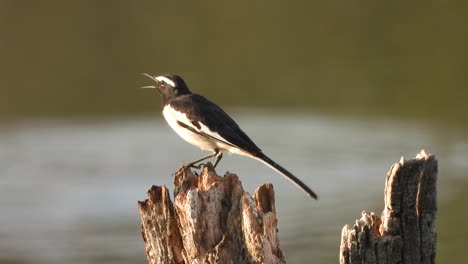 magpie robin in pond area